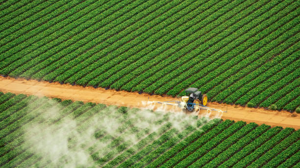 Trusted East Camden, AR Pest Control Experts