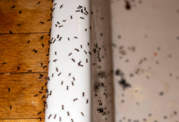 Best Bed Bug Extermination  in East Camden, AR